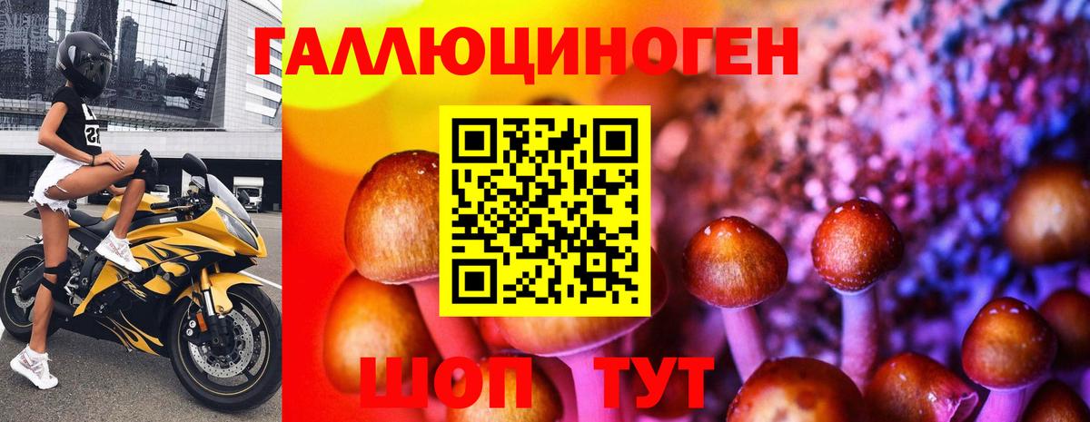 Псилоцибиновые грибы GOLDEN TEACHER  Вход с VPN  Бузулук  Псилоцибиновые грибы Psilocybine cubensis 
